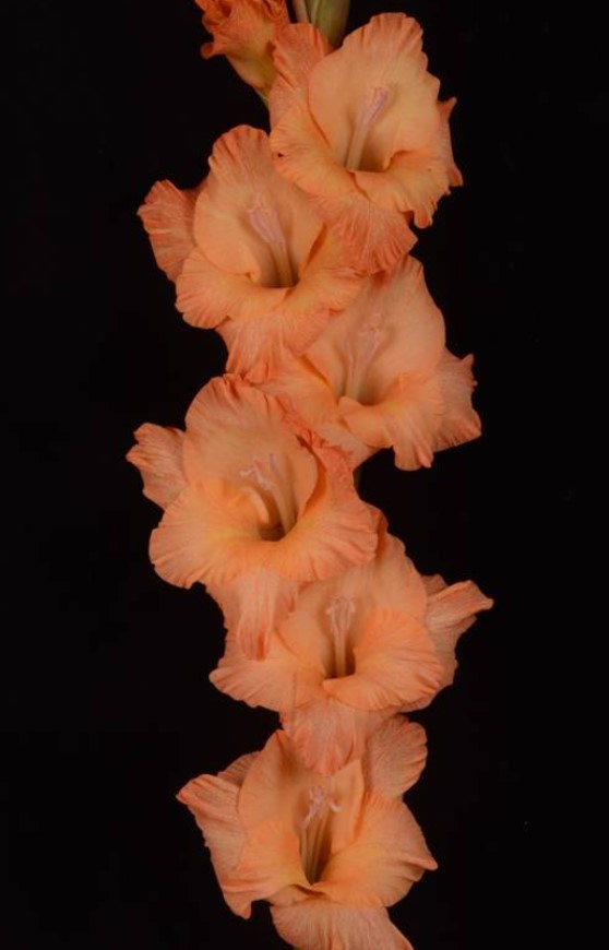 Гладиолус крупноцветковый Лисички